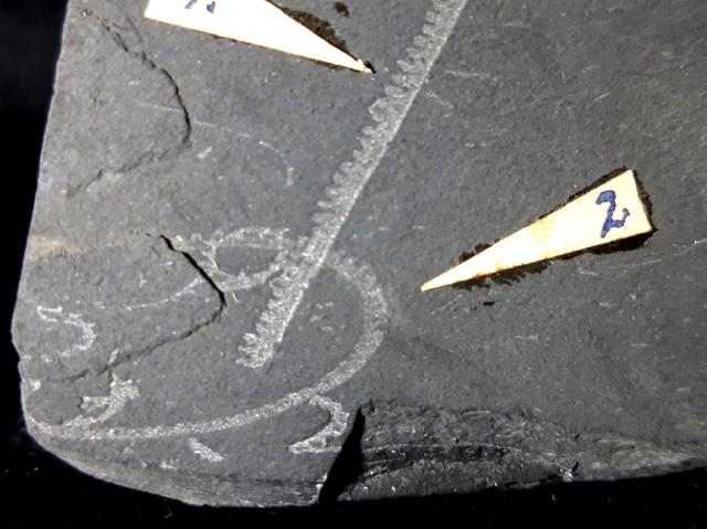 Monograptus priodon (BRONN 1835) & Oktavites spiralis (GEINITZ 1842) - Bild © FossNet FossilienStore